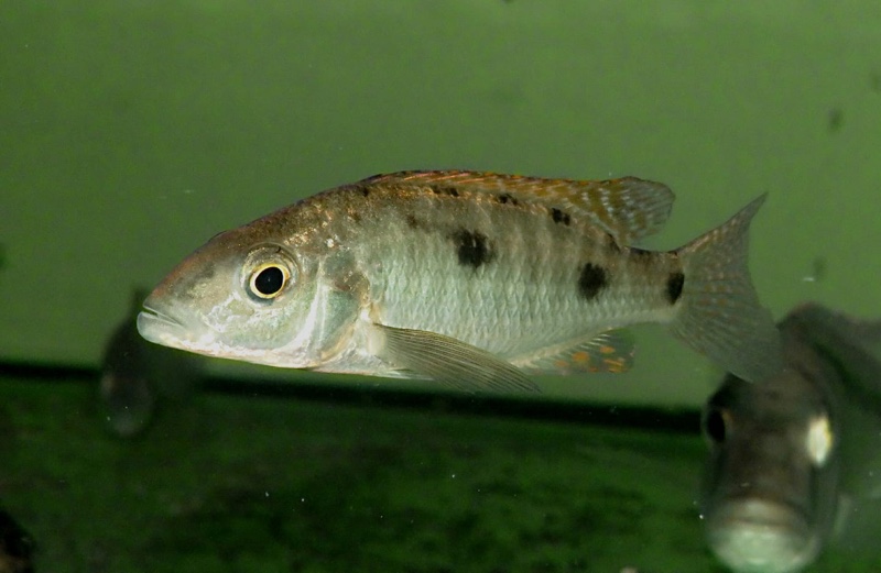 Stigmatochromis pholidophorus